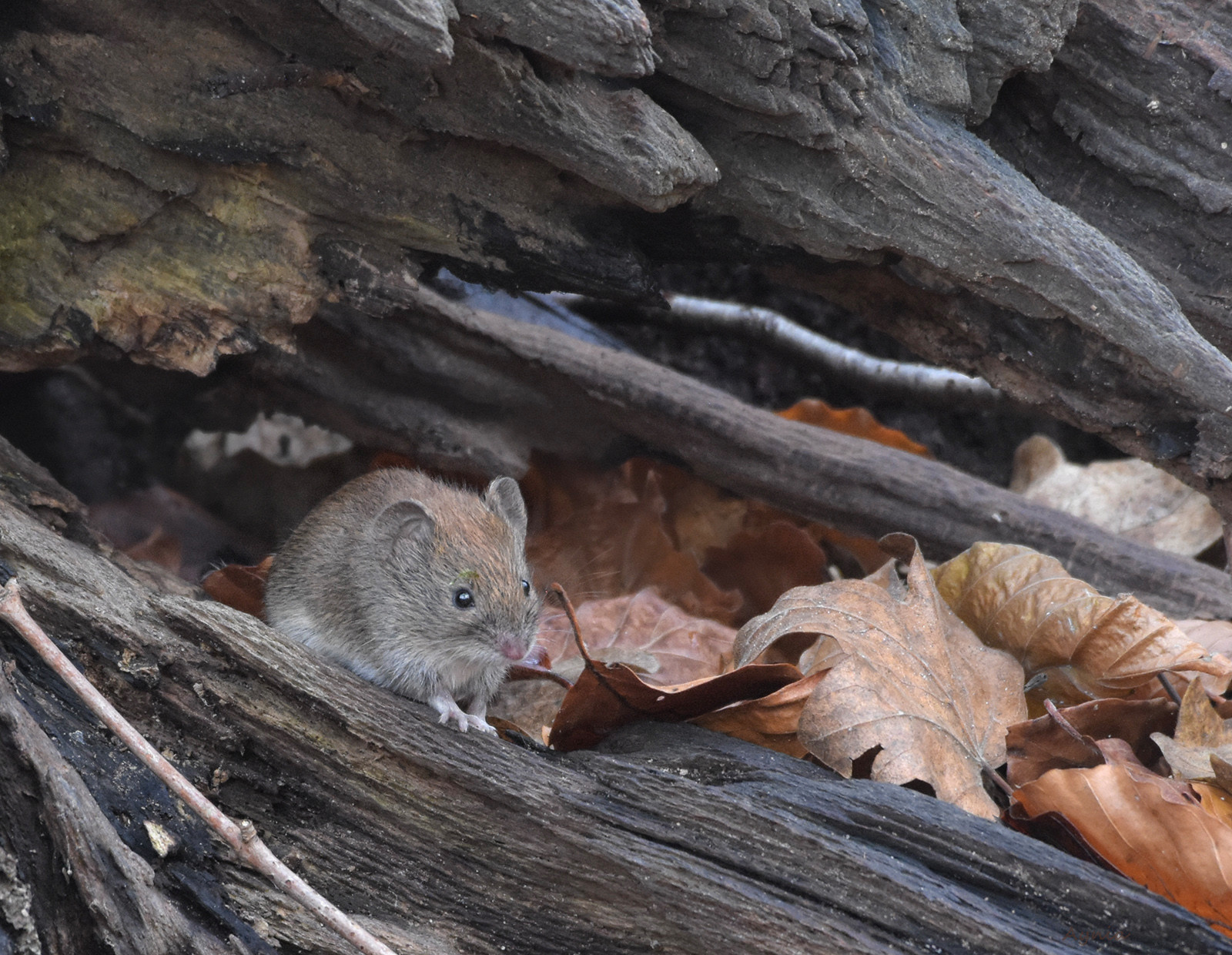 Bank Vole