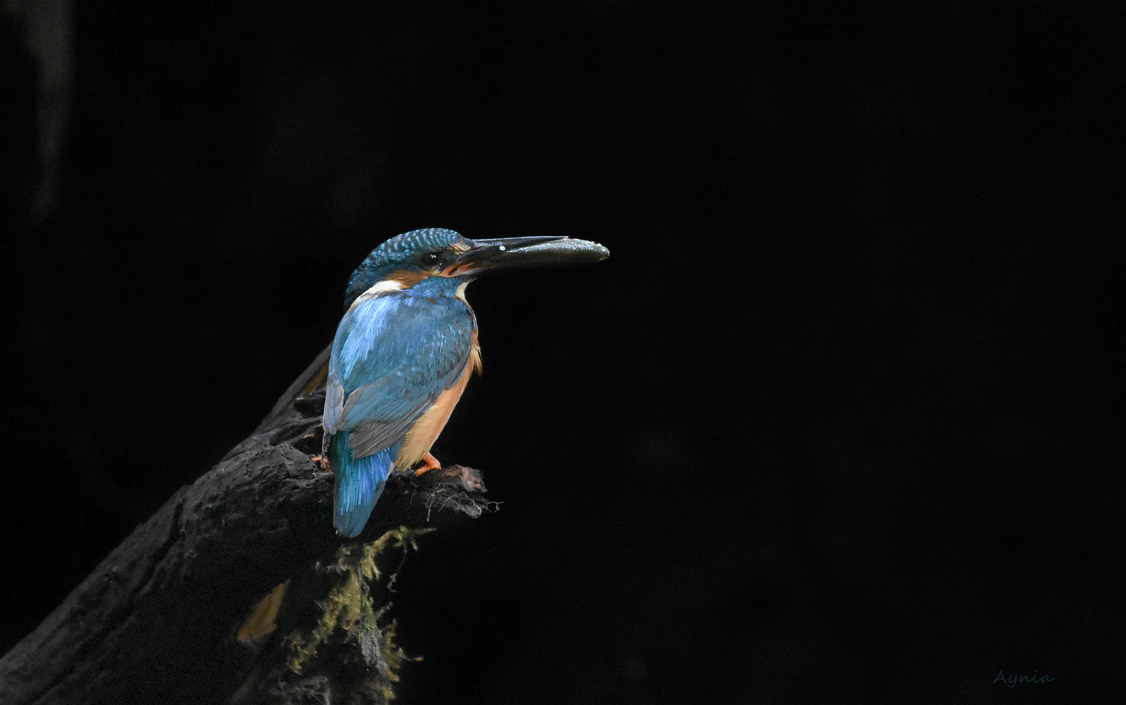 Kingfisher