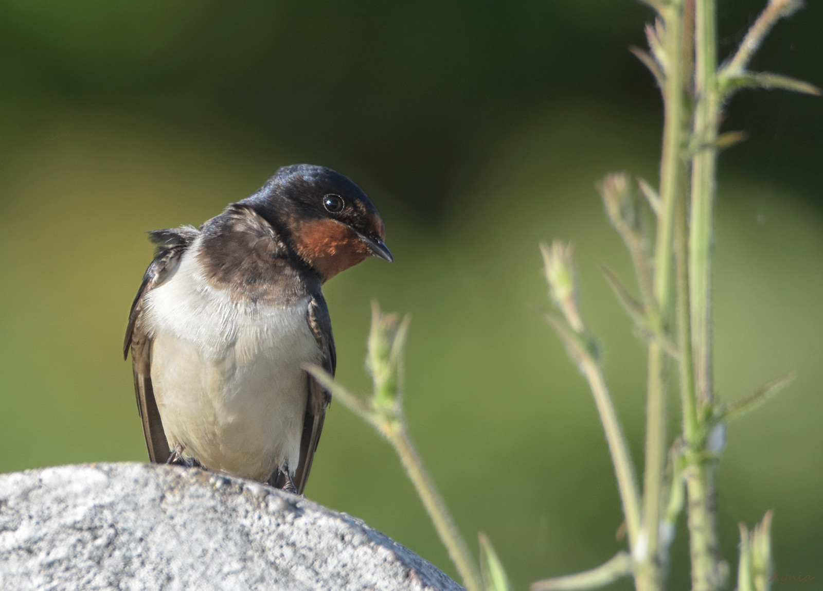 Swallow