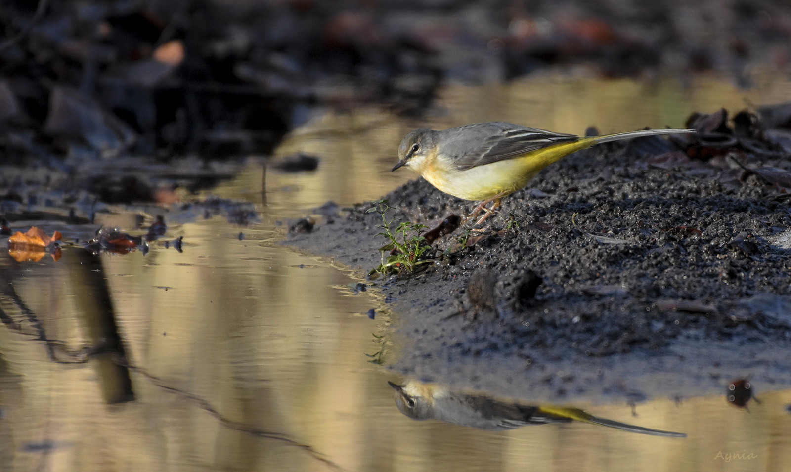 Grey Wagtail