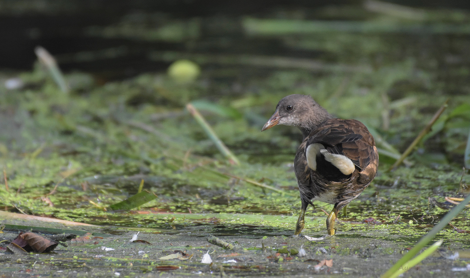 Moorhen