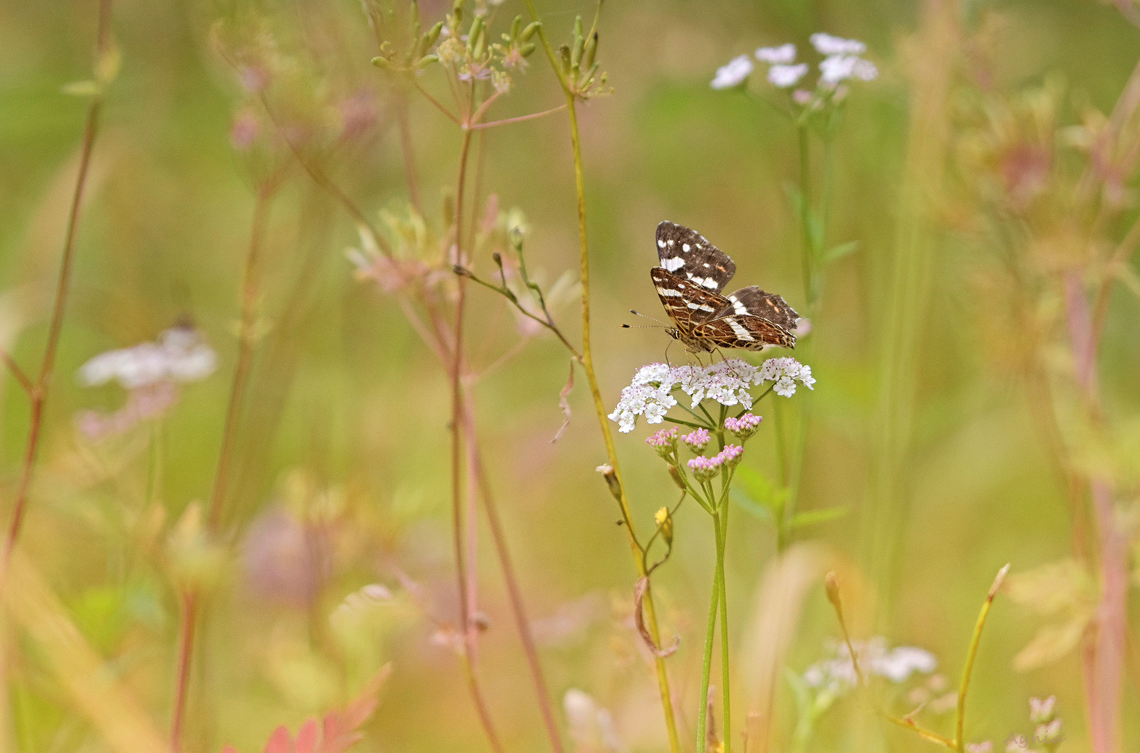 Wildflowers